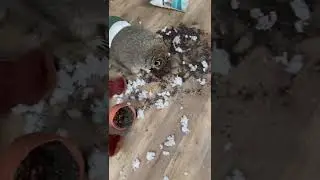 Raccoon Tema caused a havoc in the house