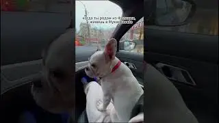 Очнулась уже здесь🐾😂