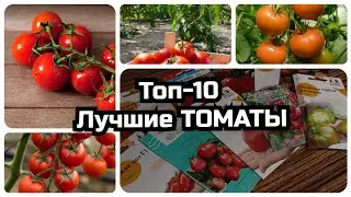 🔥ТОП-10 🔥САМЫХ ЛУЧШИХ ТОМАТОВ🍅.✨Эти томаты буду сажать всегда!!!!✨💯