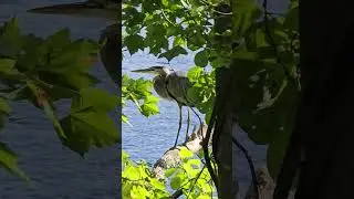 Living dinosaur #shorts #dbad #nature #herons #birds #hiking