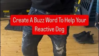 Create A Buzz Work To Help Your Reactive Dog #dog #shorts