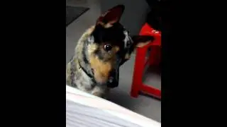 Adorbale Dog with tilting head