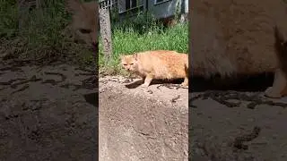 Рыжий хитрец 