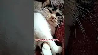 Олени, к Санте🫱😂 