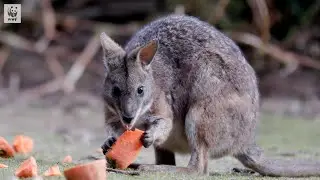 Meet Australia's Smallest Wallaby - The Parma Wallaby!