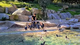 Humboldt penguins feeding, seagulls thieving (8K)
