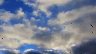 видео. футаж. Облака. Небо. Вороны. Nature.Free footage.