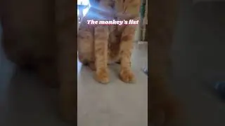 The monkey chain🐈#orangecat #funnycatshorts #catmeme