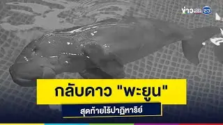 กลับดาว "พะยูน" สุดท้ายไร้ปาฏิหาริย์