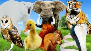 Animals sounds: Cat Dog Cow Elephant House Monkey Birds Fish
