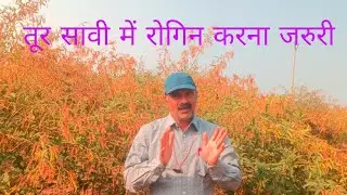 सावी 111 तूर,अरहर में रोगिन कराना जरूरी है