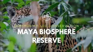 Community-led Forest Conservation in the Maya Biosphere Reserve in the Petén, Guatemala (GLP)