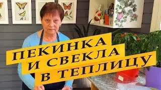 ВОТ ЧТО Я ДЕЛАЮ. Пекинская капуста и свекла на рассаду.
