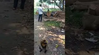 LANGUR MONKEY TROOP #shortvideo #shorts #langurmonkey #babymonkey