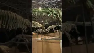 Dinosaurs of Lufeng Yunnan China