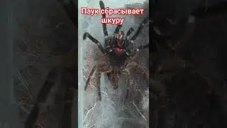 Паук - птицеед Chilobrachys из Таиланда линяет.