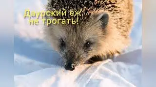 Даурский ёж в лесостепях забайкалья