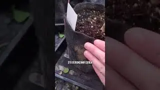 Когда вносить микоризу? Перцы халапеньо