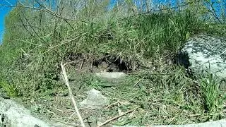 Ты суслика видишь?  нет, а он есть😄/Любопытные суслики/Видео охота  на сусликов 😃