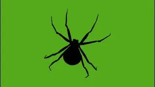 Free Green Screen Halloween Spider 🕷