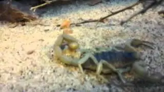 Be carefull that is a Scopion