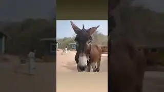comedy rajpal yadav