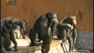 Monkey breakdance - best 1990'
