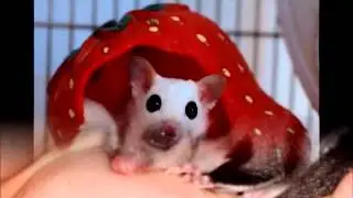 Cute Sugar Gliders!