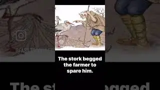 Stork 