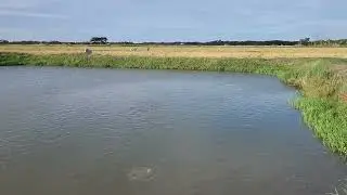 Fish Pond.