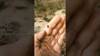 Ladybug