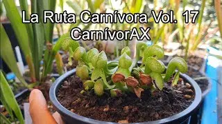 La Ruta Carnívora Vol. 17 - CarnivorAX