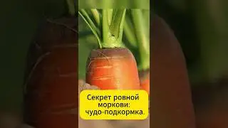 One spoon and the carrots will grow straight and sweet 