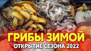 Грибы в январе, открытие тихой охоты 2022, сбор фламмулины и вешенки зимой