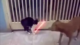 A new collection of very funny cats (Новая - смешная подборка про котов)