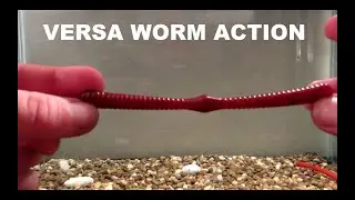 WAM BAITS VERSA WORM TANK TEST