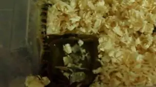 Удавчики
