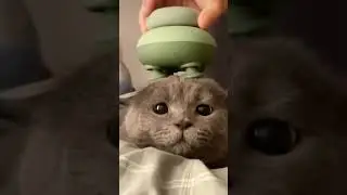 мр мрр 