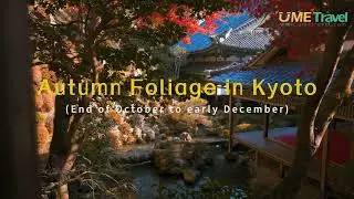 Japan Autumn Leaves Forecast 2024: 18 Best Fall Foliage Viewing Spots