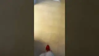 pop tart stuck in a toaster