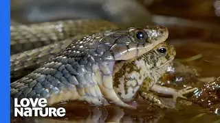 Poisonous Frog Fends Off Snake With Its Toxins