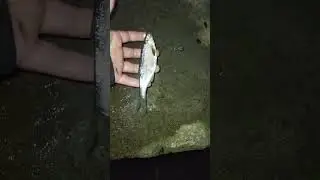 мой улов на реке Малая Кокшага.  
