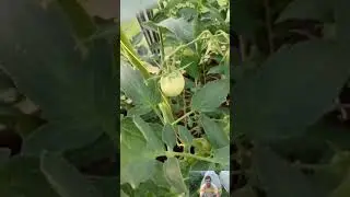 Выращивание томатов. 2 часть