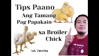 Tips sa Pag papakain ng Alagang Broiler