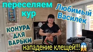 Городок у моря🌹 Нападение клещей!😱Переселяем кур. Строим конуру Варьке. Любимый Василёк.