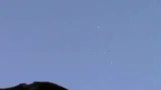 Пермские голуби.
