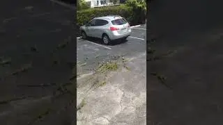 Ngadalin Kadal