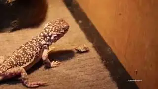 Netted Dragon's Eating