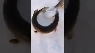 Вот это трофей !!! 👍