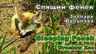 Лисичка  фенек в зоопарке Вроцлава - Прогулки по Польше